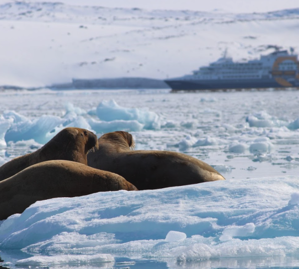 Seal Spotting